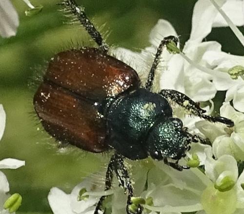 Réf. 276 972 : Phyllopertha horticola
